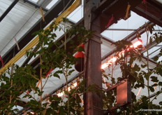 Ook bovenin het gewas kijken slimme camera's mee.