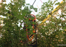 Het oogsten gebeurt nog met de hand. Hier komt nog geen robot aan te pas, al zijn er in het verleden weleens oogstrobots getest in Tomatoworld.