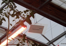 Zwavel werkt niet zo goed samen met bepaalde biologische bestrijders. Daarom is UV-C in beeld, om bijvoorbeeld meeldauw te bestrijden. 