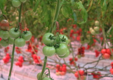 De trossen krijgen wat extra ondersteuning in weinig groeizaam weer. Zelfs met kunstmatige belichting is het flink aanpoten om het gewas in productie te krijgen, en te houden. 