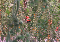 Hé, nog een oog. Hoeveel hebben we er nu al geteld?