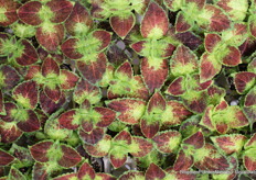 Nieuwe coleus van Padana