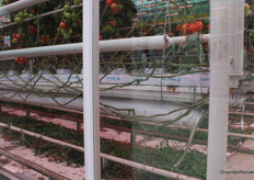 In de huidige teelt in het Masterplan Verdamping telen ze tomaten met een hoge luchtvochtigheid en luchtbeweging om optimale verdamping te realiseren. 