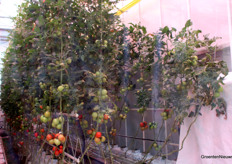 Bij 17 kuub luchtbeweging per uur in de kas met een hoge luchtvochtigheid lijkt het gewas het niet helemaal leuk meer te vinden. Precies de bedoeling in onderzoek: de grens opzoeken. 