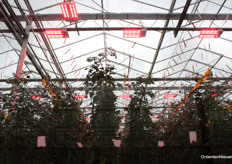 In de proef Remote Precision Growing wordt gekeken wat de invloed is van onder meer een aangepaste snoeistrategie.