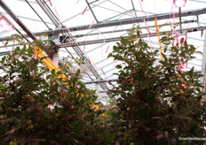 De LED-lampen boven het ras Macxize XR staan aan.