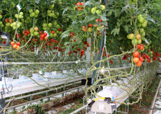 Bij een LED-teelt hoort een groeibuis, volgens Joop Verhoeven van Delphy.