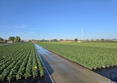 Het is bijna herfst maar de temperaturen en blauwe lucht op deze 19 september 2025 verraden een laatste zomerprik op het trayveld bij Gestelberries in Hoogstraten.