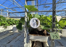 Moderne telers werken met steeds meer biologische bestrijders, die uit allerhande verpakkingen kruipen om hun werk te doen.