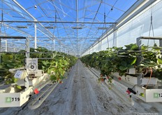 Bij Gestelberries telen ze junidragers en doordragers. Deze teelt met doordragers zit er bijna op. Daarna komt er een winterteelt in en gaan de MechaTronix-lampen weer aan.