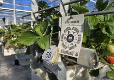 Elke werknemer heeft een kaartje met een eigen nummer voor arbeidsregistratie, waarvoor Gestelberries met software van One Two werkt. 