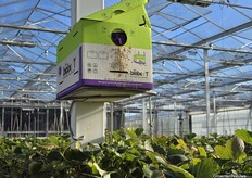 Hommelkast. Als het zomers erg warm wordt, werken er ook honingbijen voor de bestuiving mee bij Gestelberries.