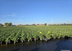 Junidragers, opgekweekt in trays. We komen de rassen Parlando, Sonata en Sonsation tegen.