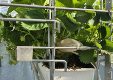 CO2-dosering via een slurf door het gewas