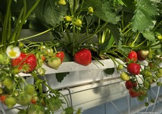 Deze dikke jongen krijgt een beetje ondersteuning voordat het tijd is om te oogsten.