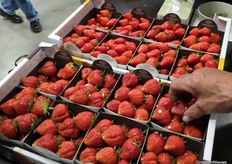 Dikke Elsanta's en wat bescheidener van vorm het ras Karima.