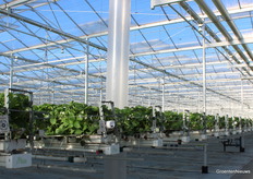 Verticale luchtslurf in het gewas