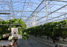 Gestelberries werkt met stuurlicht en in sommige teelten ook met LED-lampen van MechaTronix.