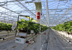 Zwavelverdamper tegen meeldauw. Gestelberries zet ook een UV-C-robot in tegen meeldauw.