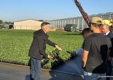 Aardbeienplanten opgekweekt in Bato-trays en in BVB-substraat.