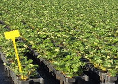 Veel junidragers op het trayveld, maar ook doordrager Karima.