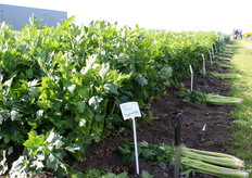 Bleekselderijrassen, netjes uitgestald bij Tozer Seeds.