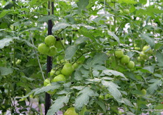 Hier is duidelijk met biologie gewerkt.