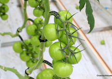 Jointless-tomatenrassen laten zich beter oogsten door oogstrobots vertelden de specialisten van De Ruiter.