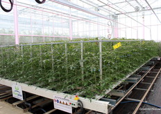 Tom 4.0, een concept waaraan Ridder al een aantal jaar werkt en dat nu niet meer geheim is.