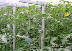 Na de aanmaak van twee trossen gaat de kop er al uit bij de teelt volgens het concept Tom 4.0.