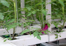 Minder substraat bij deze Tom 4.0-tomatenteelt op goten, maar ook dan blijft meten belangrijk.