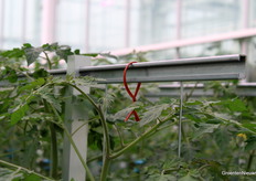 Verwarringsferomoon in de Tom 4.0-teelt.