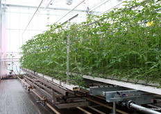 In de toekomst wellicht op grotere schaal, maar hier in Sint-Katelijne-Waver roteert het gewas met een shuttlesysteem.