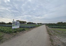 Demovelden naast de serres in Sint-Katelijne-Waver