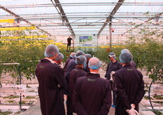 Tomatoworld-teler Nico Ammerlaan aanschouwt het bijzondere tafereel terwijl hij nog maar een rijtje tomatenhaken verhangt.