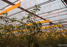 Op 27 augustus 2025 heeft Tomatoworld het nieuwe teeltseizoen officieel afgetrapt. Nieuw is de inzet van groeibuizen. 