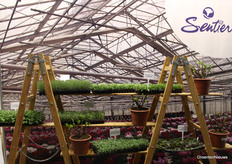 Kijkje in de kas bij Sentier.