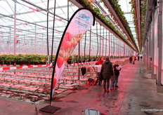 Van 11 tot 16u konden mensen door de kassen van Royal Berry in Egchel lopen.