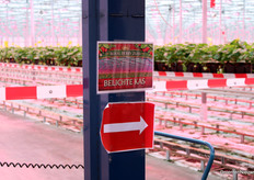 Er was een rondleiding uitgezet, te beginnen in één van de twee kassen met belichting.