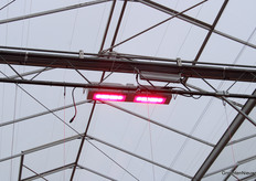 Het was belichtingsweer zaterdag, met grijze luchten en lage temperaturen. De lampen van MechaTronix, de 4-kanaal Coolstack Boost, maakten het de aardbeiplanten toch naar de zin.