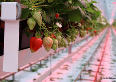 Royal Berry teelt Lady Emma in de belichte teelt, en heeft in een andere kas met belichting in Egchel ook op 3 hecare Lady Isabella staan. Dit ras teelt Royal Berry voor het eerst.