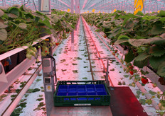Deze bakjes worden snel weer gevuld met zomerkoninkjes, ook vroeg in het voorjaar al, dankzij belichting.