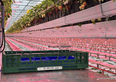 Aardbeien worden direct in bakjes in kratten van Euro Pool Systems geoogst.