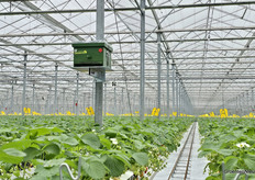 Bijenkasten van Imkerij Coremans zorgen voor de bestuiving.