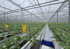 Ook in de onbelichte teelt van Royal Berry in Egchel kan de oogst van start