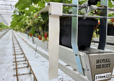 Nieuwe Royal Berry-goten in de kassen waar voorheen komkommers en paprika's werden geteeld.