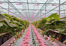 In deze kas met belichting zit de eerste flush er net op. Snel na de overname van de kassen per 1 december 2025 werd er al geplant.