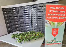 Van Alphen Soft Fruit Plants levert plantmateriaal aan Royal Berry. Zodra de kassen klaar waren om te planten, gingen de eerste planten al in de kas met belichting.