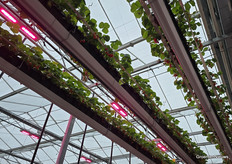 "Hoe gaan ze die aardbeien daar plukken papa?" Direct bij binnenkomst springen de goten hoog boven hun hoofd in het oog bij de nieuwsgierige deelnemers aan de speurtocht. Een ladder?