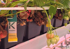 De kas staat vol aardbeiplanten, maar ook het aantal zakjes vol biologische bestrijders is indrukwekkend. We kwamen onder meer Spical-Plus en Limonica Ulti-Mite van Koppert tegen.